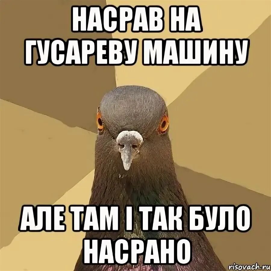 Голуби нагадили на машину. Голубь накакал на машину. Голубь Мем. Голубь накакал мемы.