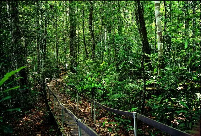 The Wonder and Mystery of Brazilian Forests - Fubiz Media Florestas brasileiras,