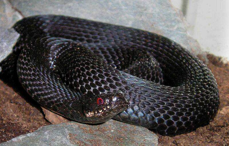 Черный змей что означает. Полоз меланист. Випера Берус чёрная. Бойга змея черная. Гадюка черная.