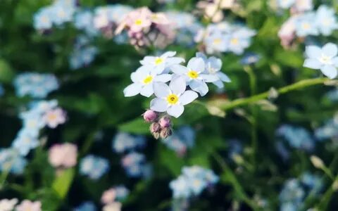 Forget me today