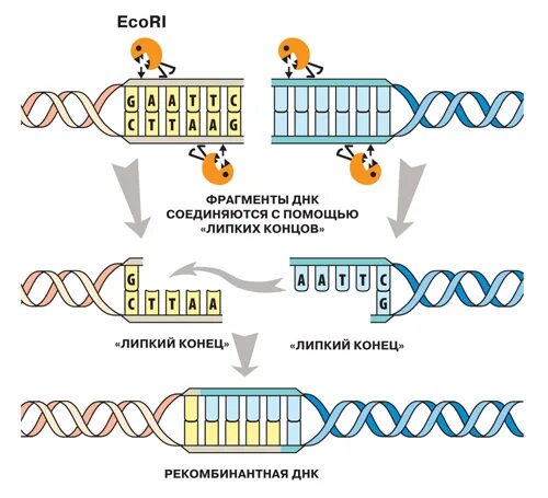 Процесс разрезания молекулы днк с помощью ферментов. Липкие концы ДНК. Разрезание ДНК рестриктазами. Рестрикция ДНК схема. Сшивки ДНК-ДНК.