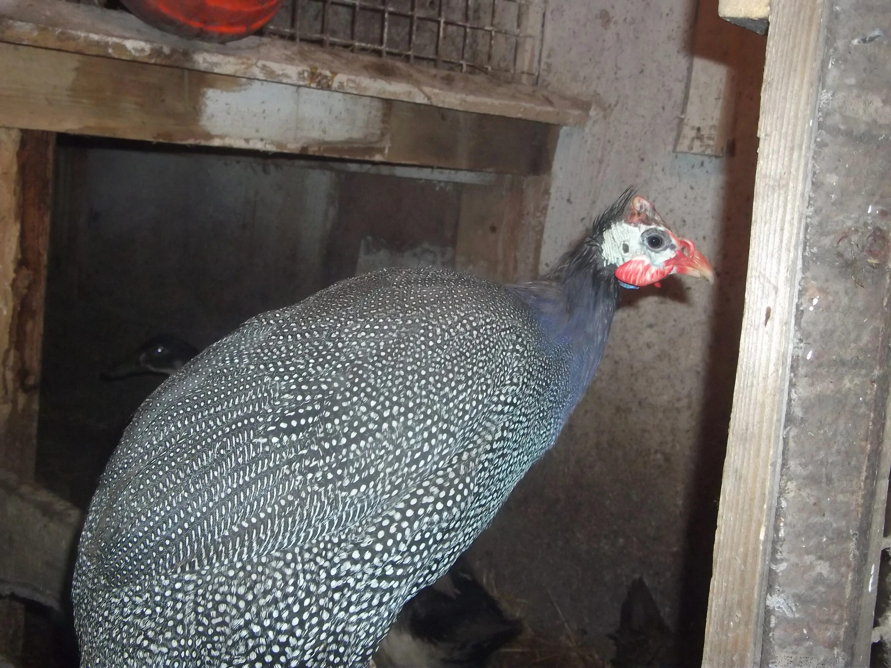 Цесарки. Обыкновенная цесарка. Ферма цесарок. Ферма цесарок. Ферма цесарок.