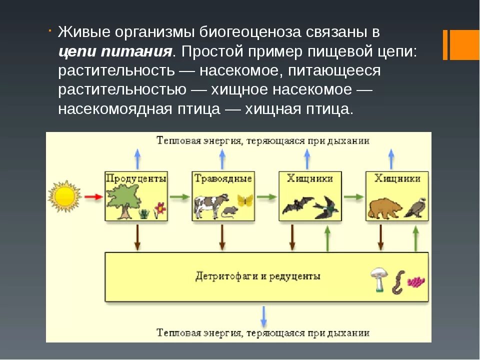 Схема передачи вещества и энергии в экосистеме. Энергия в пищевой цепи. Энергия в экосистемах. Потоки вещества и энергии в экосистеме схема. Поток энергии и пищевые цепи