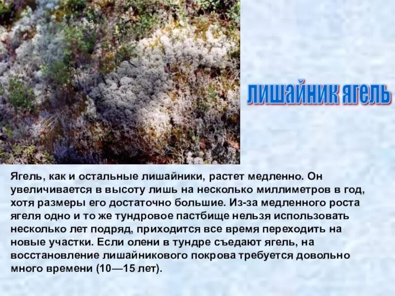 В какой природной зоне обитает ягель. В какой природной зоне обитает ягель. Типичная растительность тундры. Растения тундры в евразии. Тундра растительный мир карликовая береза.
