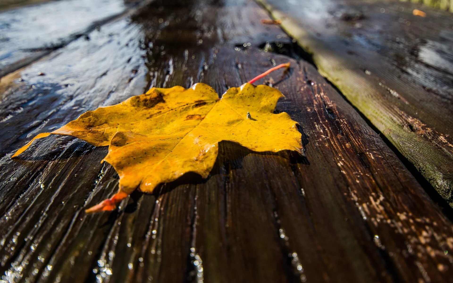 На пороге дождь. Дождливая осень. Осень дождь. Листья в луже. Картинки на рабочий стол осень дождь.