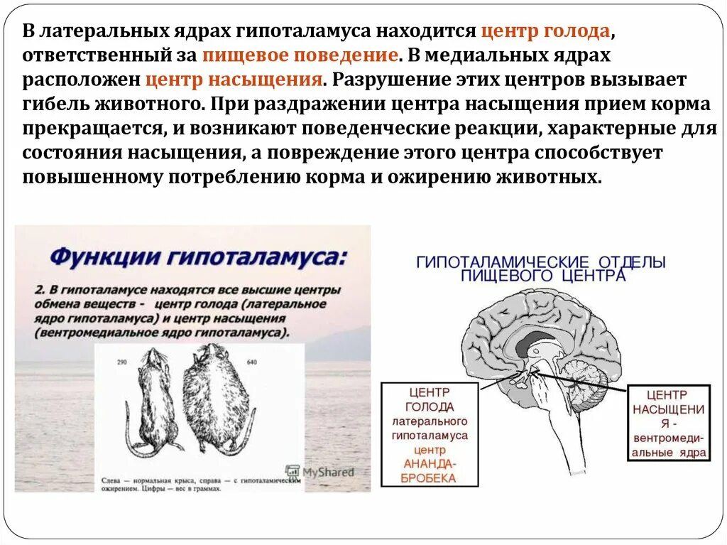 Центр регуляции голода и жажды