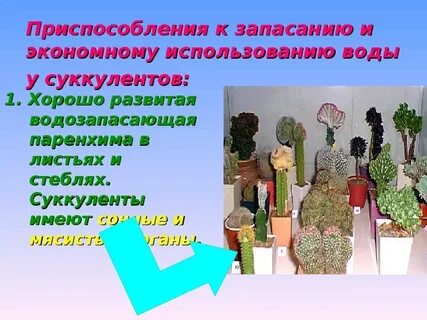 Приспособления суккулентов