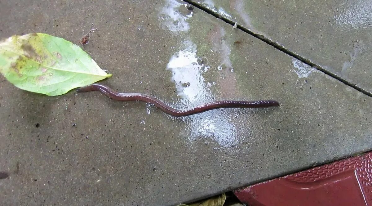 Почему после дождя червяки. Дождевой червь на асфальте. Дождевые черви после дождя.