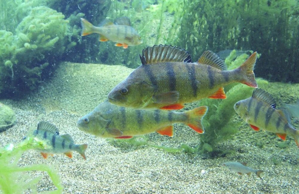 Стая окуней. Популяция окуня. Окунь речной под водой. Речной окунь стая. Рыба окунь речной.