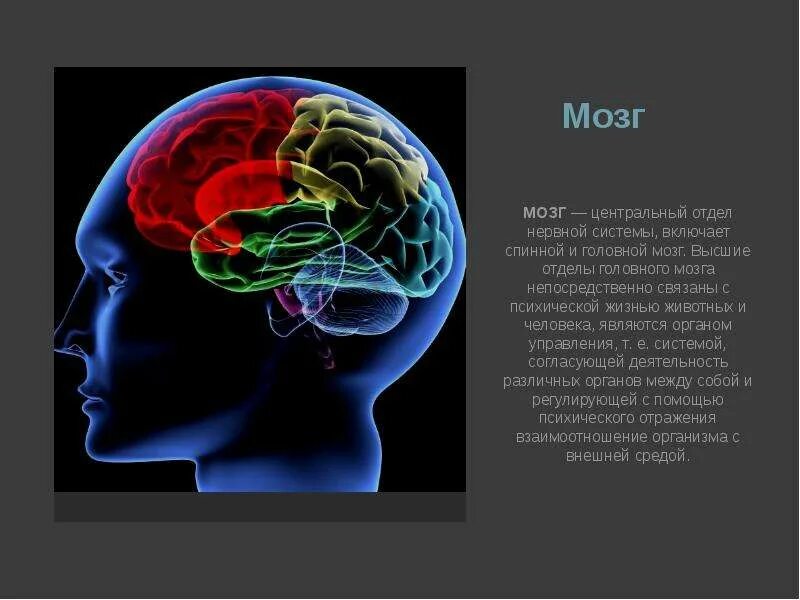 Болезни связанные с мозгом. Деятельность головного мозга. Системы головного мозга человека. Деятельности человеческого мозга.