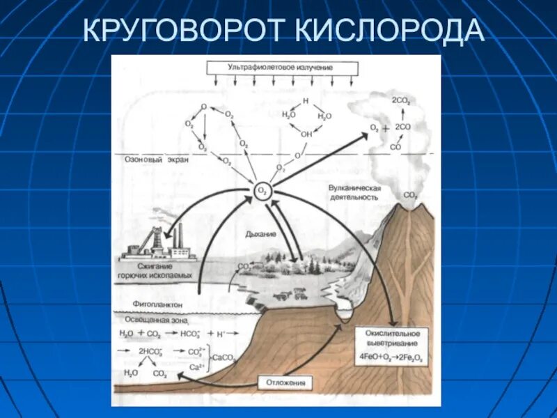 Важную роль накопления кислорода в атмосфере играют. Круговорот кислорода (по е. а. Криксунову и др., 1995). Круговорот кислорода ( по п. Дювиньо и м. Тангу ). Круговорот веществ в биосфере кислород. Биогеохимический круговорот кислорода.