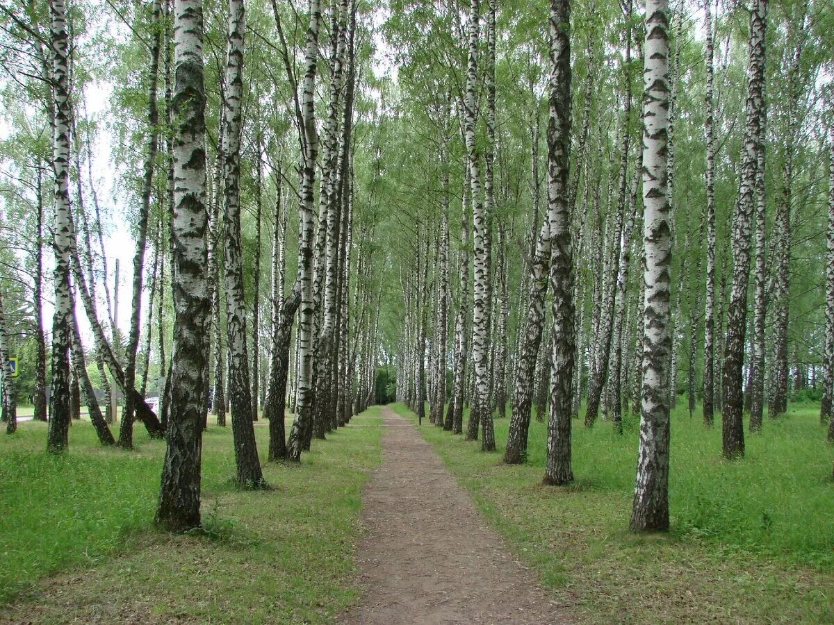 Березовая роща москва. Ясная поляна березовая роща. Пос трудармейский парк березовая роща. Павловский парк дерновая аллея. Березовая аллея улица город москва.