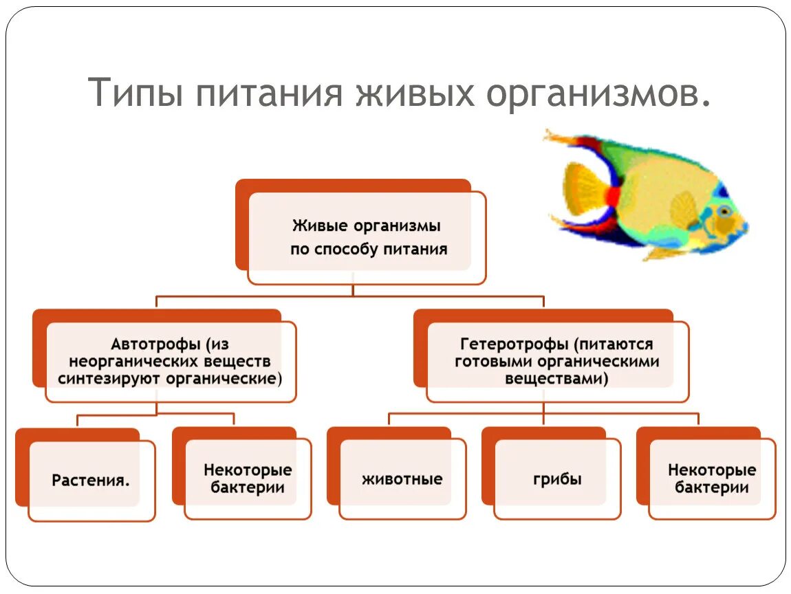 Разделите птиц на группы по способу питания. Типы питания живых организмов таблица 6 класс биология. Типы питания живых организмов схема. Классификация организмов по типу питания схема. Типы питания живых организмов таблица.