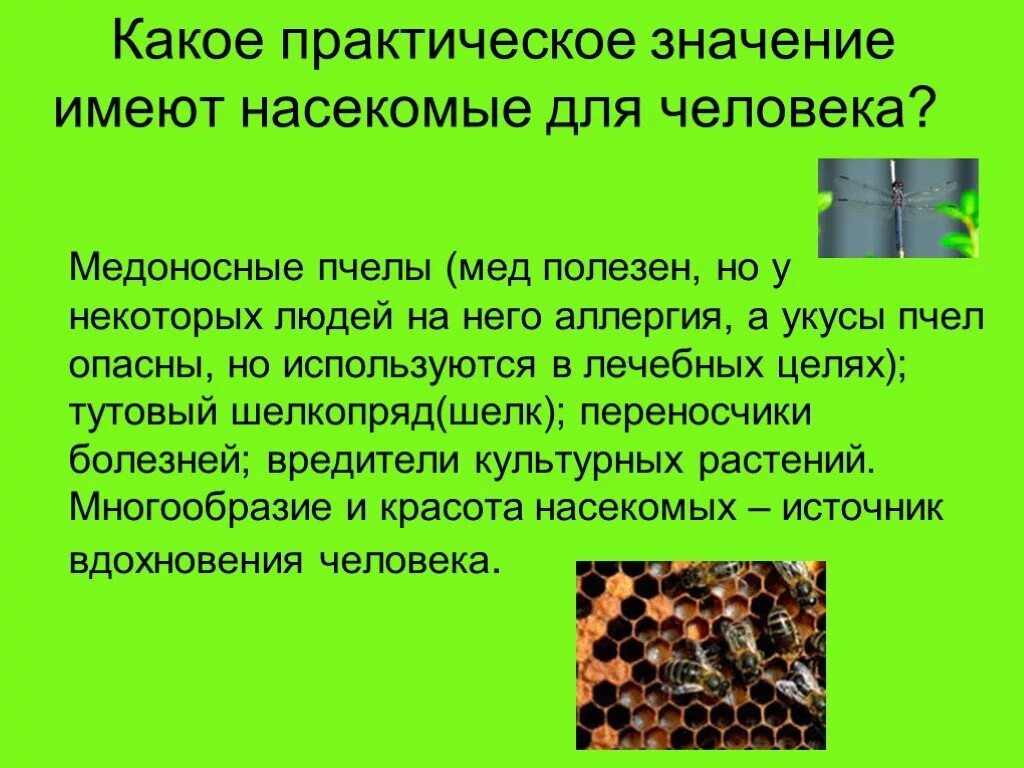 Имеет наибольшее практическое значение. Какое практическое значение. Какие насекомые имеют значение для человека. Практическое значение экологии насекомых. Многообразие и значение насекомых.