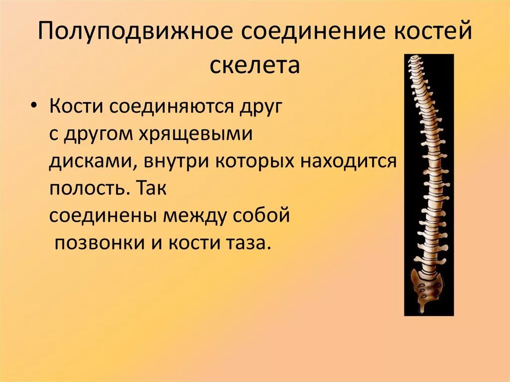 Кости полуподвижное соединение пример. Подвижное полуподвижное и неподвижное соединение костей. Полуподвижное соединение костей. Полуподвижная сочленение костение. Полуподвижное соединение костей в скелете.