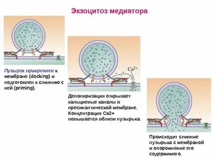Мембранные пузырьки