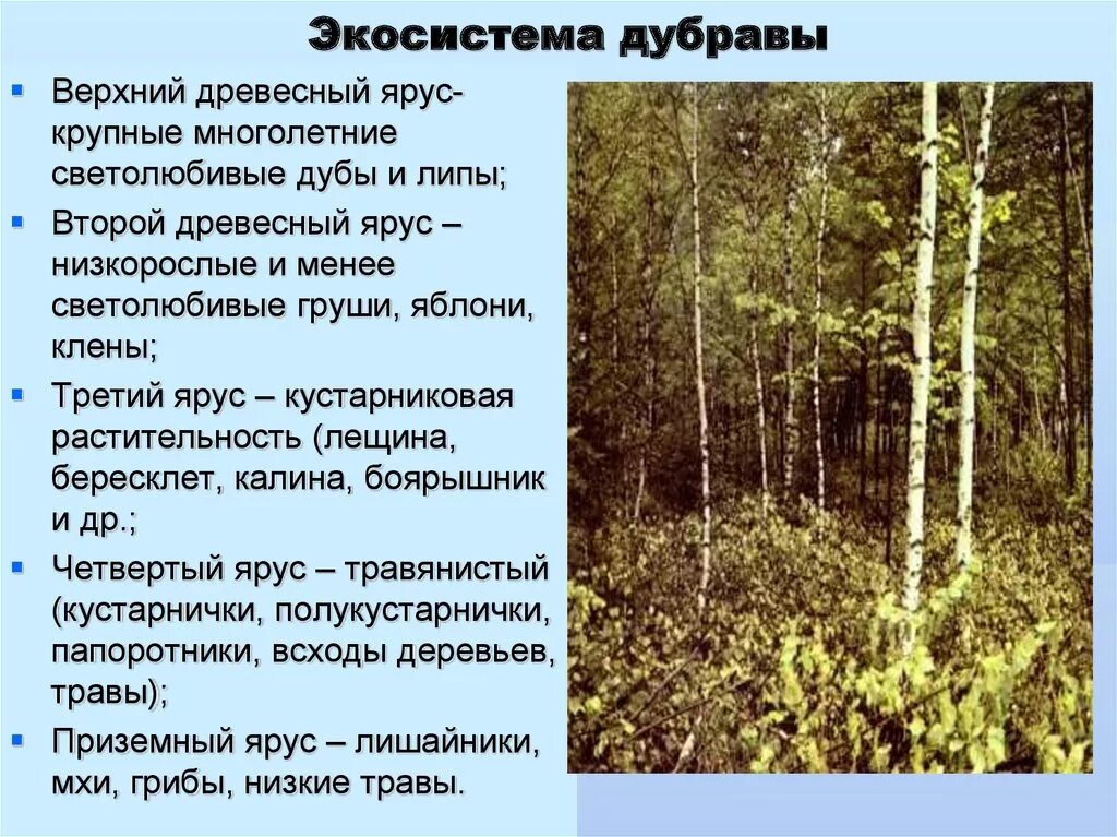 Растительное сообщество имеет. Пространственная структура экосистемы Дубравы. Пространственная структура биоценоза Берёзовая роща. Ярусы лесного биогеоценоза Дубравы. Экосистема дуба.