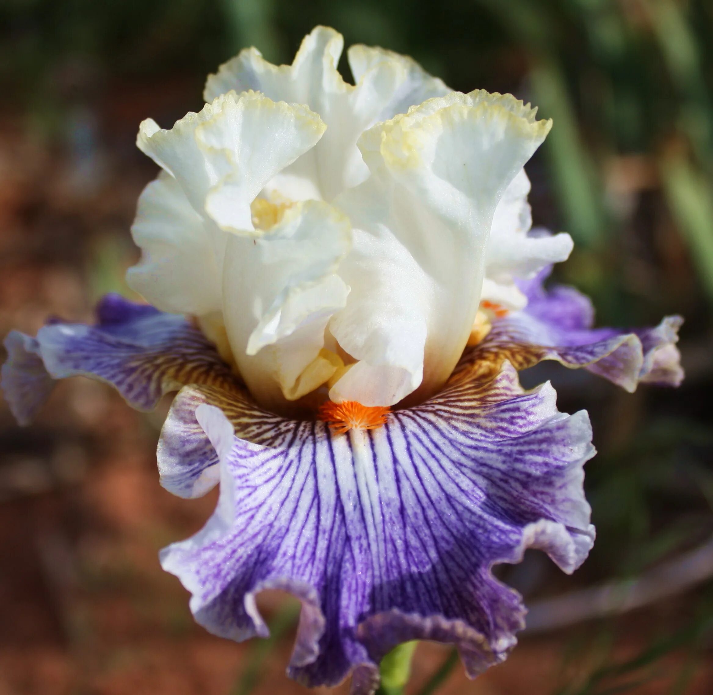 Ирис magic by gosh. Ирис магик маскарад. Ирис moroccan magic. Ирис fashion diva. Ирис сорт маракан мэджик.