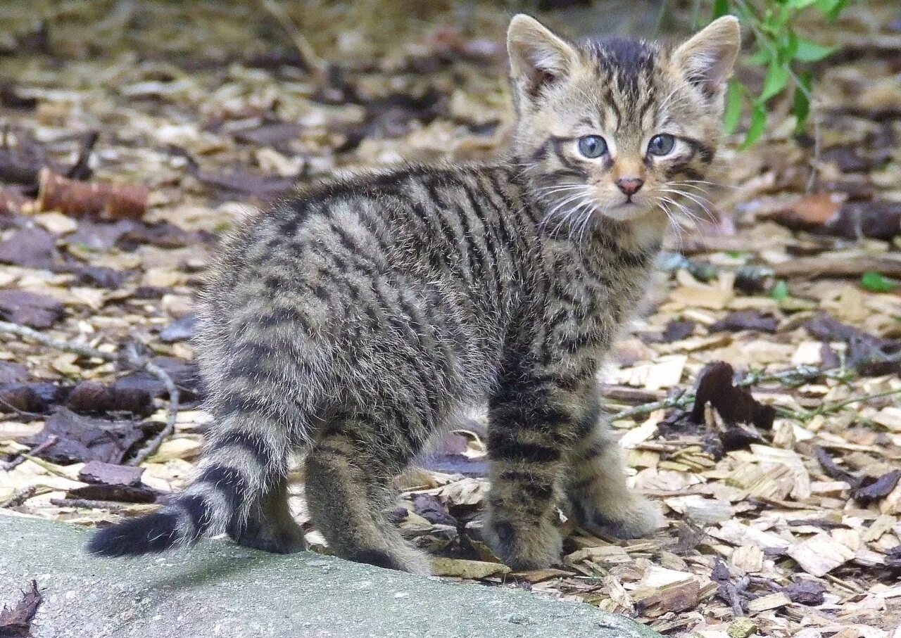 Европейский дикий Лесной кот. Лесная кошка (Felis Silvestris). Лесной кот, Дикая Лесная европейская кошка. Дальневосточный Амурский Лесной кот.