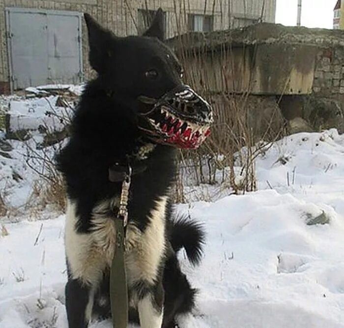 Жуткий намордник для собак. Устрашающий намордник для собаки. Scary dog