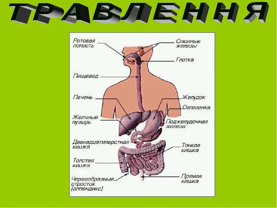 Двенадцатиперстная кишка глотка пищевод. Схема процесса пищеварения. Схема обмена веществ пищеварения. Строение пищеварительной системы человека. Движение пищи по организму.