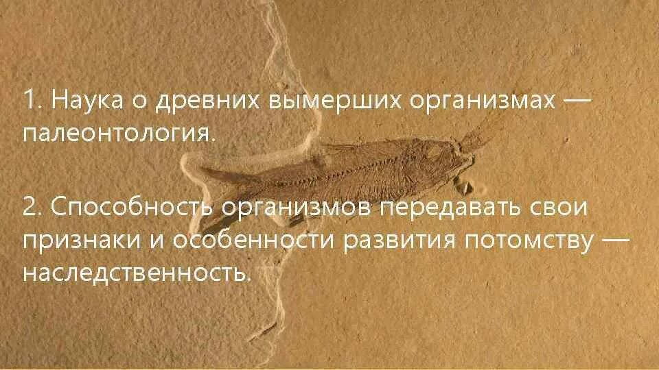 Палеонтология наука изучающая ископаемые остатки организмов. Какая наука изучает ископаемые остатки вымерших организмов. Наука вымерших организмов. Палеонтология(наука изучающая ископаемые останки). Палеонтология(наука изучающая ископаемые останки).