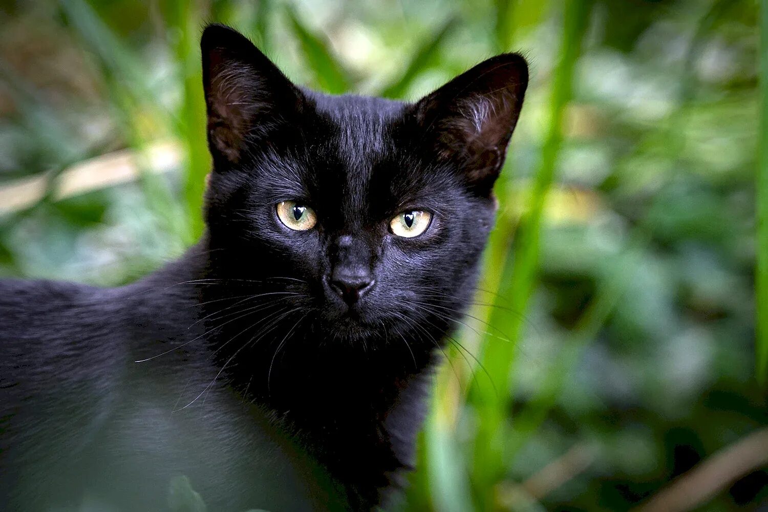 Порода черной кошки с желтыми глазами. Бомбейская кошка. Бомбейская кошка длинношерстная. Бомбейская кошка черно белая. Бомбейская кошка длинношерстная черная.