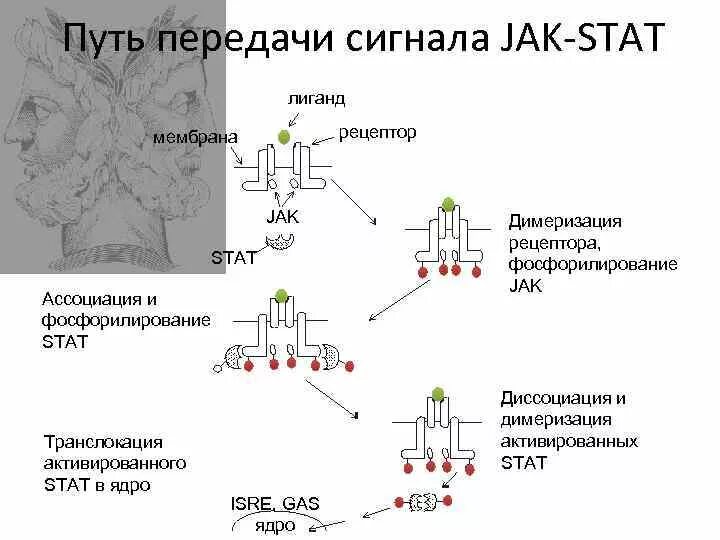 Jak stat сигнальный путь рецепторы. Способы передачи сигнала с рецепторов. Схема действия интерферонов. Сигнальная система jak stat.