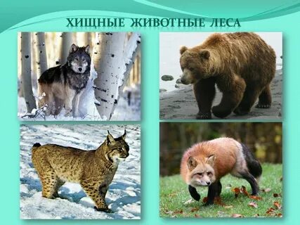Хищные животные 3 класс окружающий мир