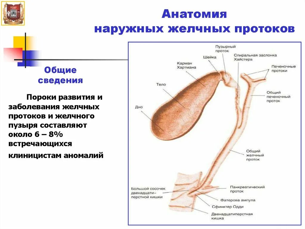 Болезни желчного протока. Внепеченочные желчные протоки анатомия. Желчный пузырь и протоки анатомия. Схема панкреатических и желчных протоков. Строение внепеченочных желчных протоков.