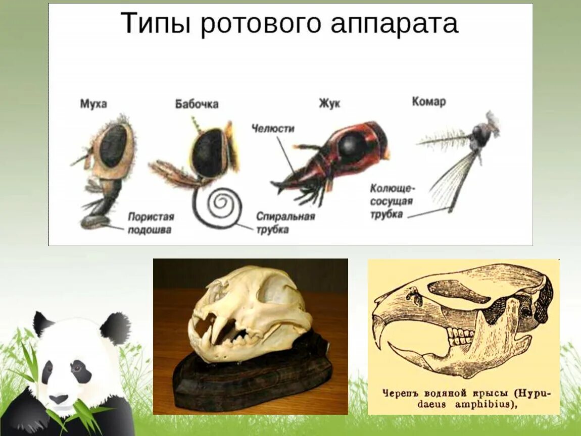 Выберите животных с ротовым аппаратом подобного типа. Типы ротовых аппаратов. виды ротового аппарата животных. типы ротовых аппаратов у животных. ротовые аппараты насекомых.