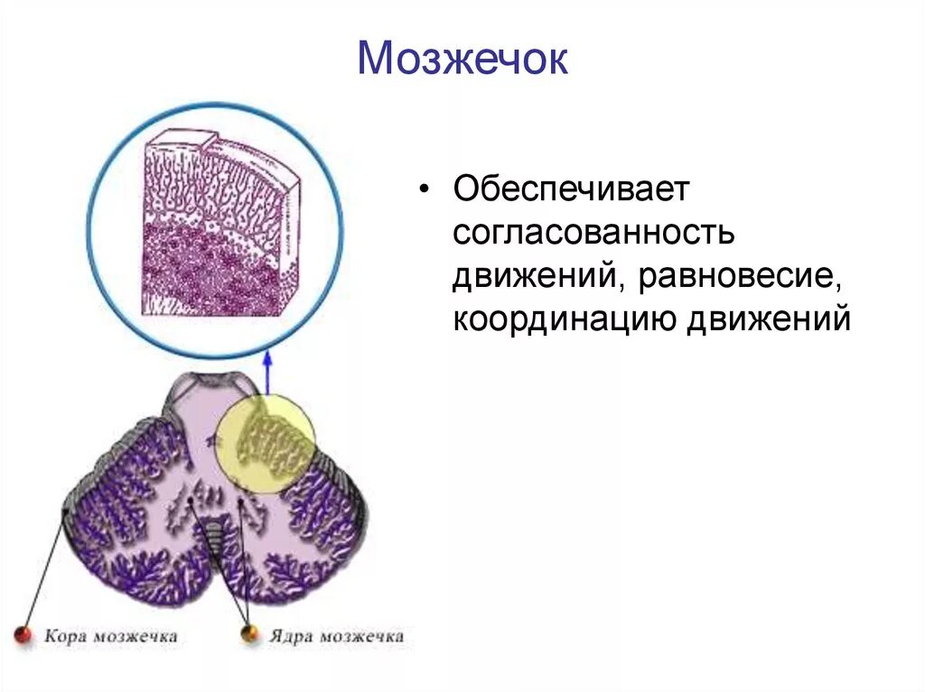 Согласованность движений 11 букв. Мозжечок равновесие. Мозжечок регулирует. Координация движений мозжечок. Функции мозжечка человека.