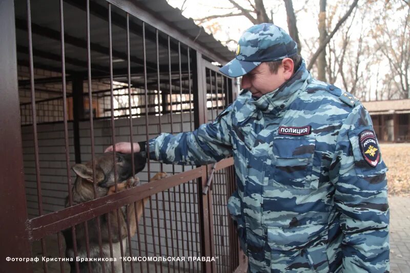 Начальник кинологической службы. Центр к кинологический клуб. Кинологический центр. Дрессировка собак воронеж. Кинологический центр для собак.