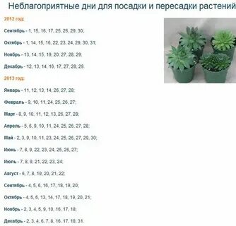 Пересадка цветов в октябре 2024 года
