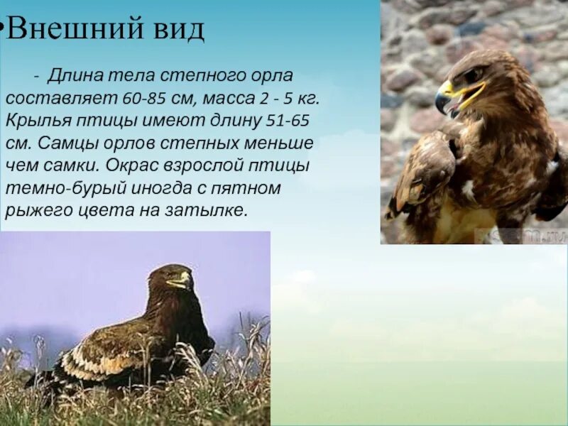 Орел сообщение 4. Степной орел 4 класс. степной орел доклад. сообщение о степном орле 4 класс окружающий мир. степной орёл доклад 4 класс.
