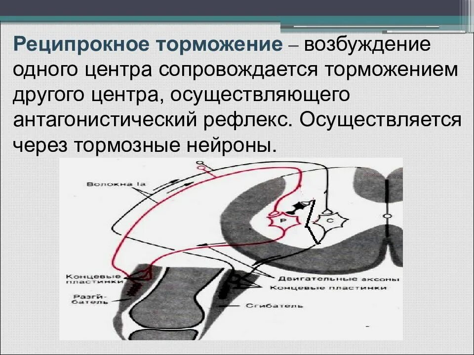Рефлекс осуществляется через. Рефлекторный принцип деятельности цнс физиология. Рефлекторный принцип работы цнс. Рефлекс осуществляется через. Рефлекторный принцип функционирования цнс.