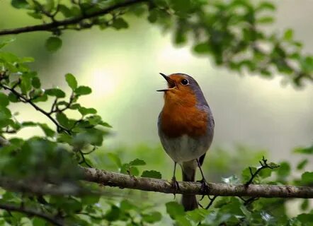 As a bird
