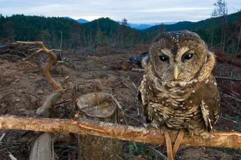 Destruction of wildlife