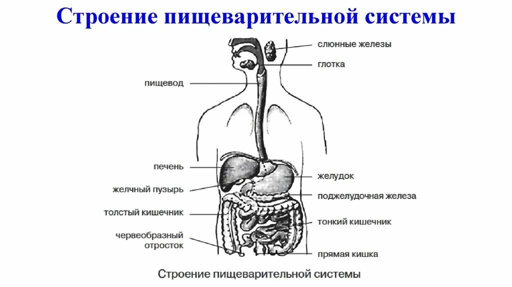 Пищеварительная система схема анатомия. Пищеварительная система человека схема ЕГЭ. Строение пищеварительной системы человека рисунок. Система органов пищеварения пищеварительный канал рисунок.