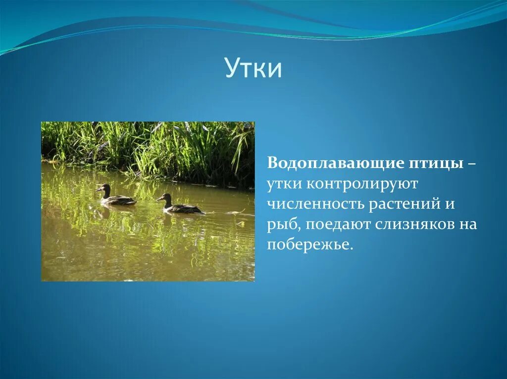 Природное сообщество водоем 3 класс окружающий. Водоемы презентация. пруд для презентации. природное сообщество водоем. природное сообщество пруд.