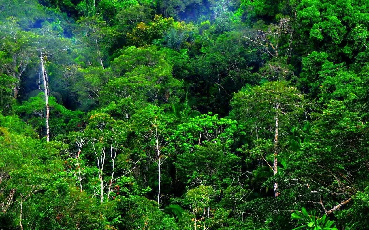 Amazon borneo congo. Джунгли Борнео Индонезия. Индонезия тропические леса Суматры. Вечнозеленые тропические леса Конго. Тропические джунгли Юго-Восточной Азии.