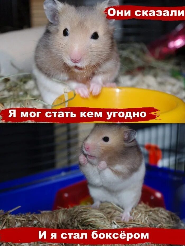 Хомяки приколы мемы. Хомяк мем. Хомяк прикольный. Мемы про хомяка игру. Мемы про хомяка игру.