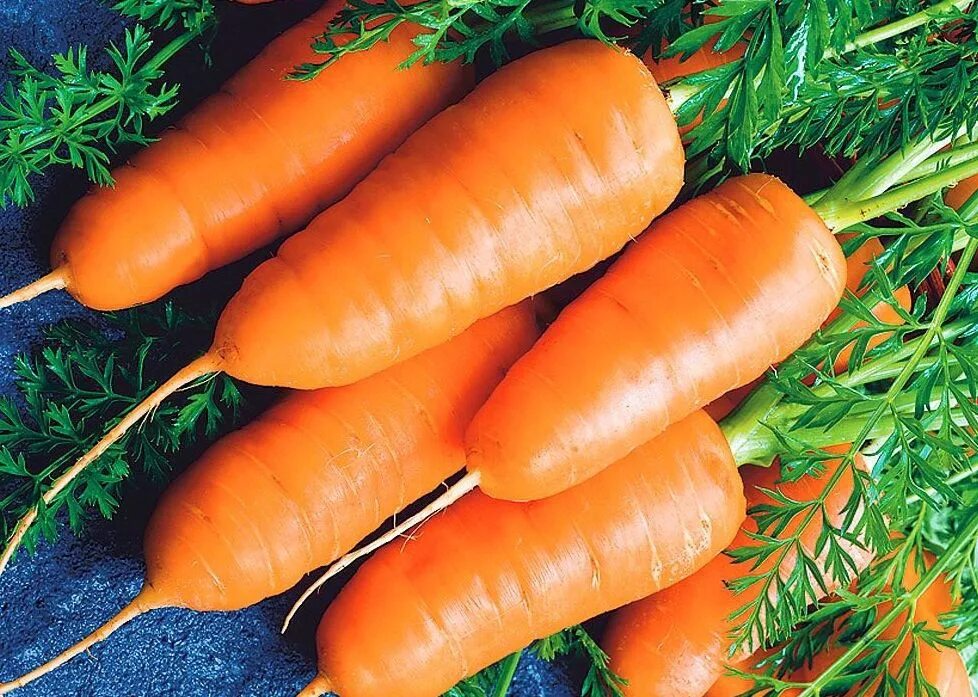 Морковь сорт тутанхамон. Морковь сорта. Морковь император 2гр/20. Морковь сорт детройт. Морковь император позднеспелый.