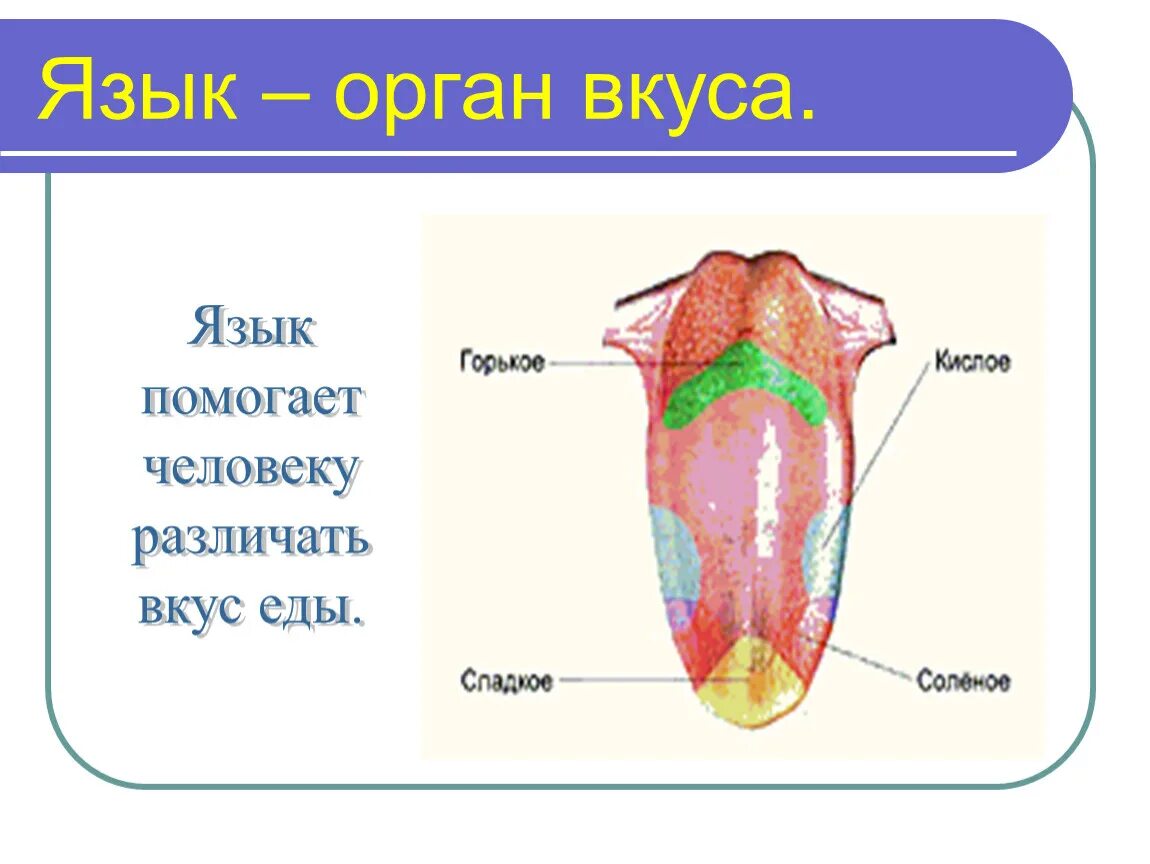 Язык описание органа. Вкусовой орган чувств анатомия. Схема органов чувств человека окружающий мир 3 класс. Органы чувств язык 3 класс окружающий мир. Язык орган вкуса 3 класс.