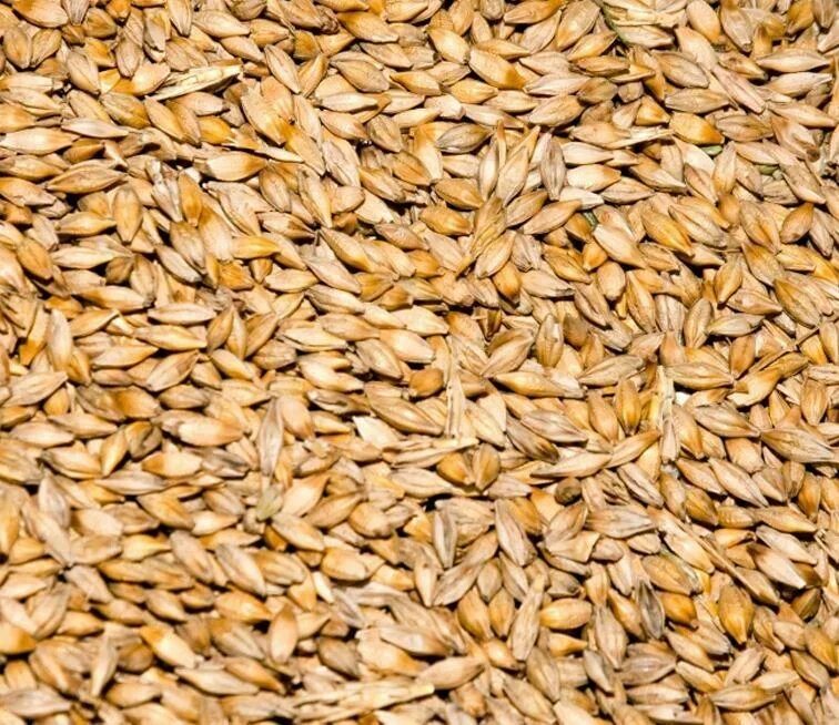 Пшеница 3 класс. Зерно пшеницы 3 класса. Пшеница третьего класса что это. Пшеница 3 класс фото.