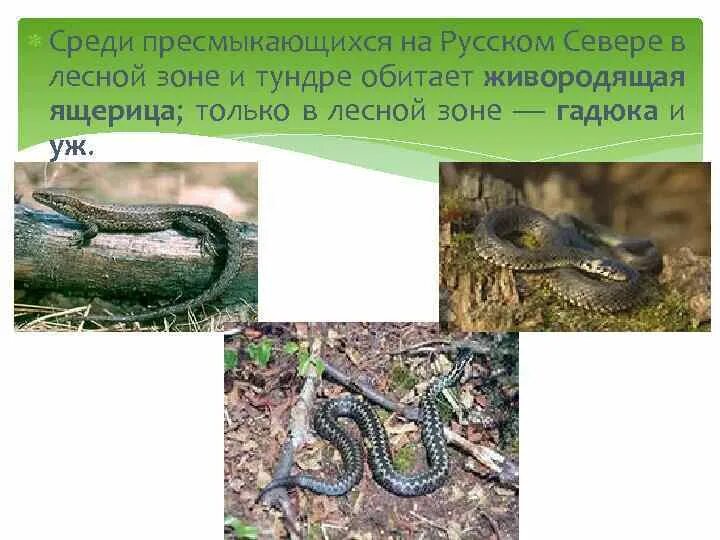 В какой природной зоне обитает гадюка. Пресмыкающиеся тундры. рептилии тундры. змеи в тундре. где обитает гадюка природная зона.