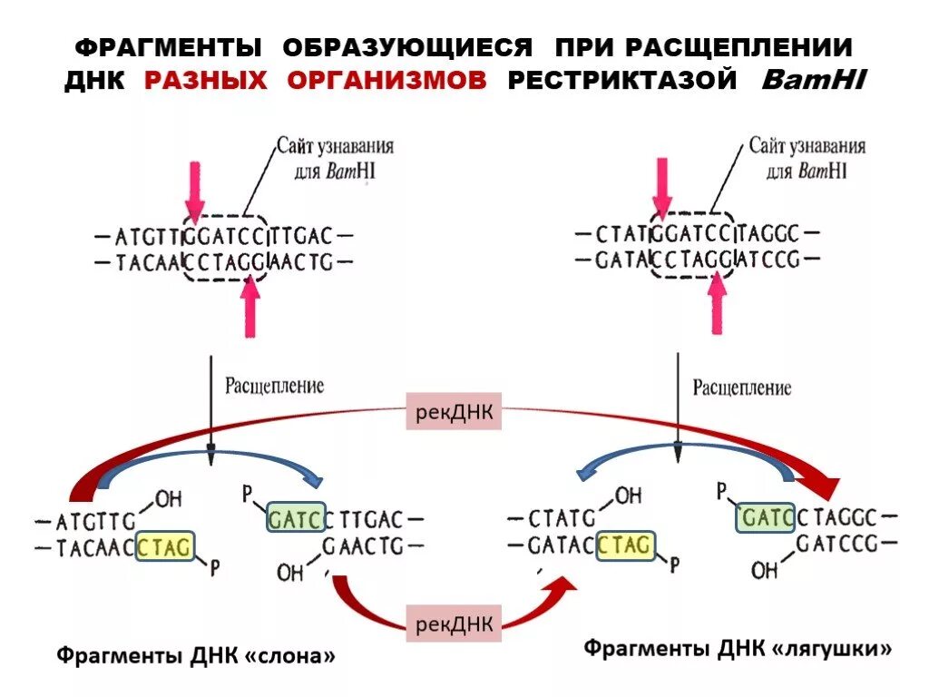 Ферменты расщепляющие днк. Схема расщепления ДНК. Сайту рестрикции BAMHI. Фрагмент ДНК. При расщеплении ДНК образуются.