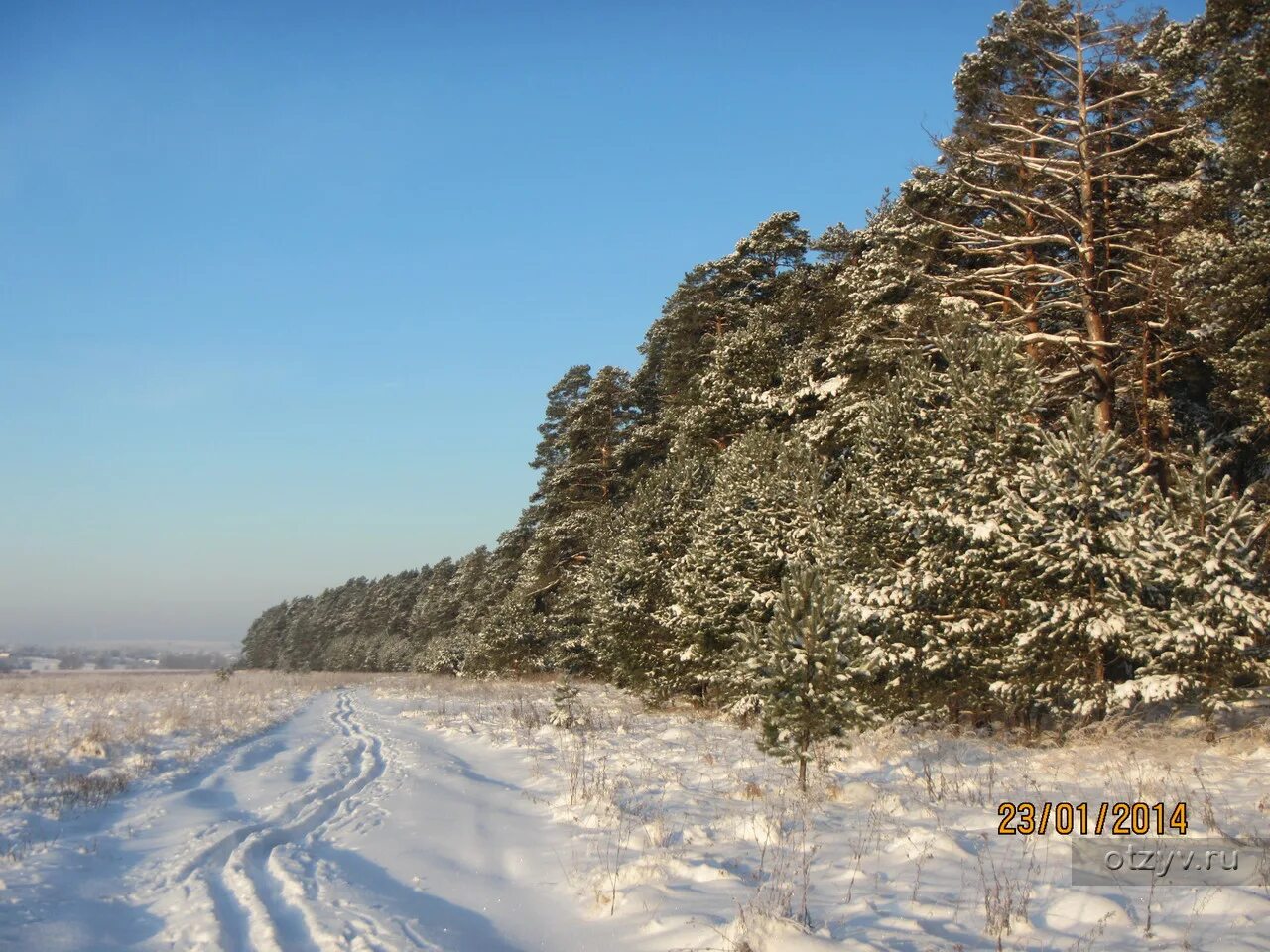 Прогноз тарусе