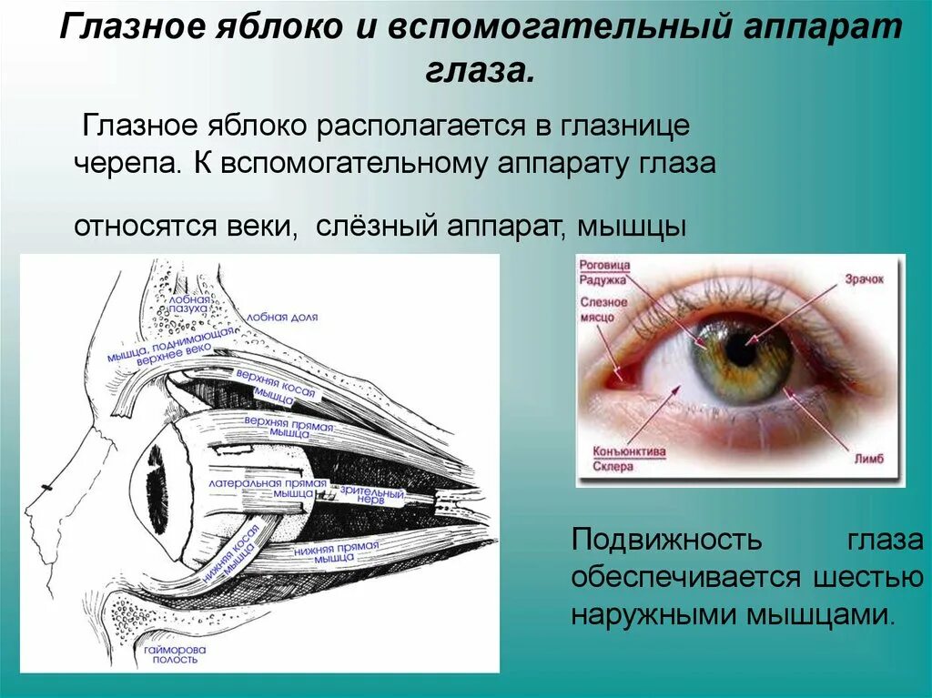 Структуры вспомогательного аппарата глаза. Структуры глазного яблока вспомогательный аппарат органа зрения. орган зрения, строение (глазное яблоко, вспомогательный аппарат).. схему строения вспомогательного аппарата глаза. вспомогательный аппарат глаза слезный аппарат глаза схема.