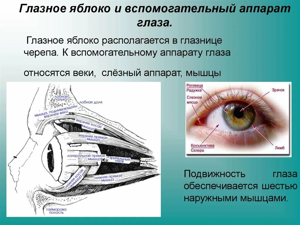 Строение вспомогательного аппарата глаза схема. Зрительный анализатор вспомогательный аппарат глаза. Глазное яблоко и вспомогательный аппарат глаза. Орган зрения глазное яблоко вспомогательный аппарат анатомия.